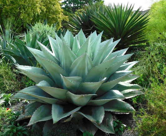 Agave Ovatifolia (Whale’s Tongue Agave)