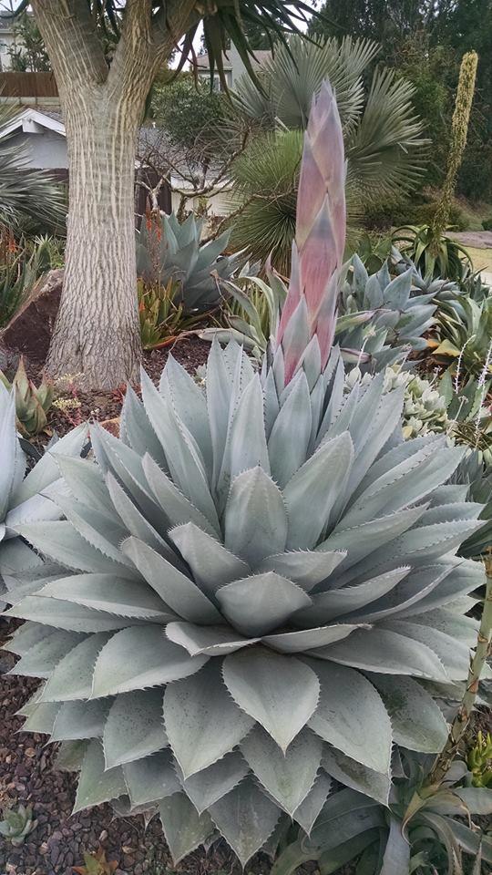 Agave Ovatifolia (Whale’s Tongue Agave)