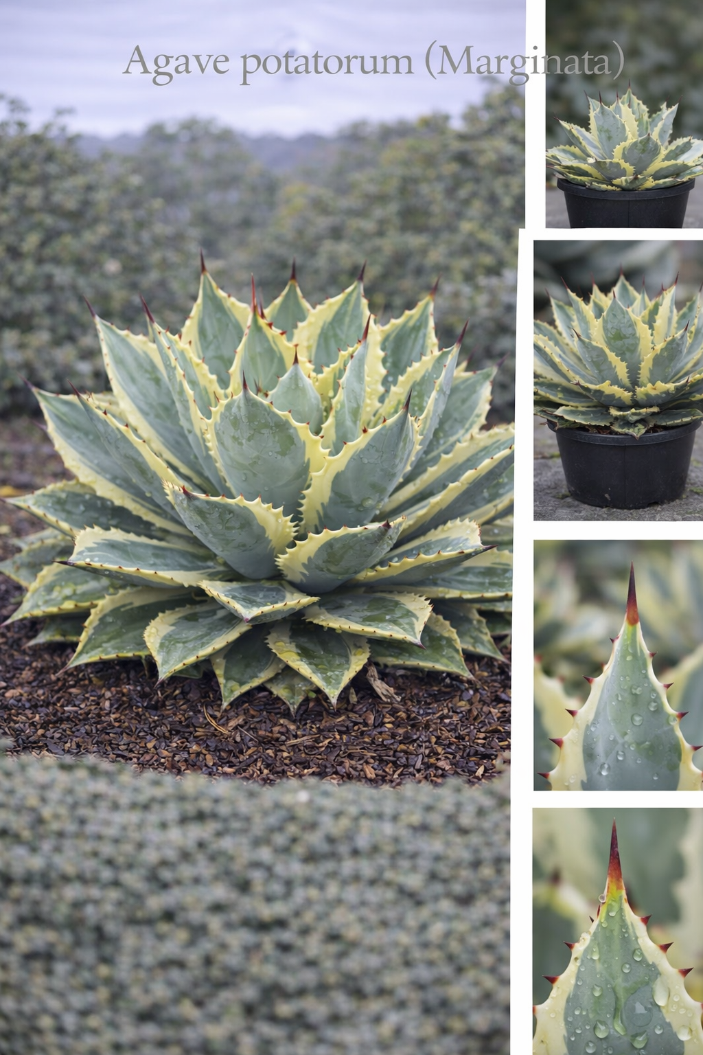 Agave Potatorum (Marginata)
