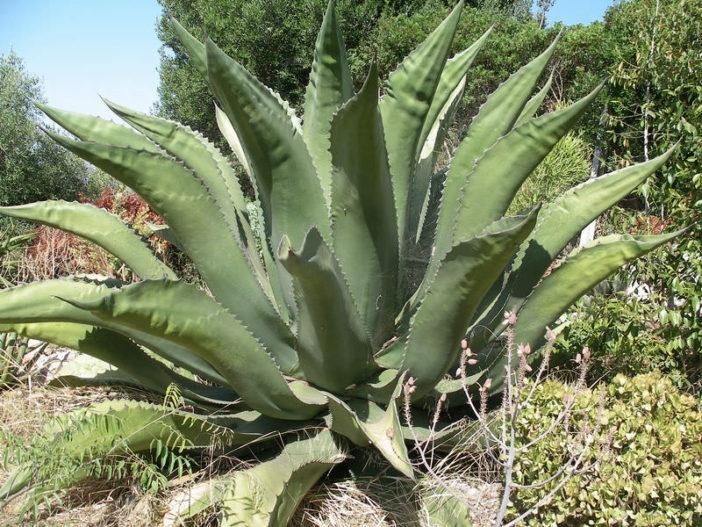 Agave Salmiana (Giant Agave)