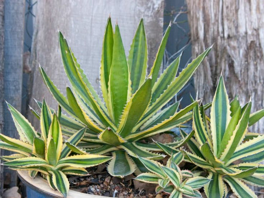 Agave Univittata ‘Quadricolor’ (Century Plant)