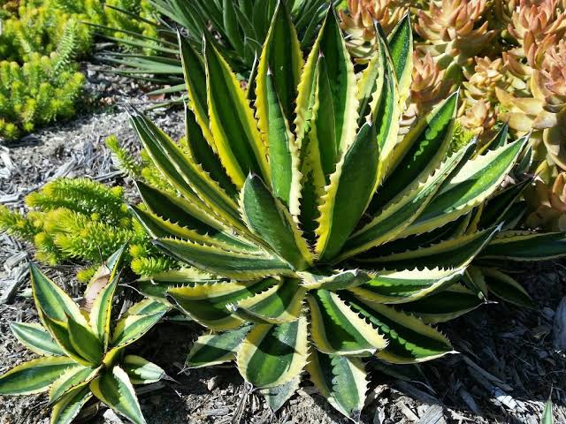 Agave Univittata ‘Quadricolor’ (Century Plant)