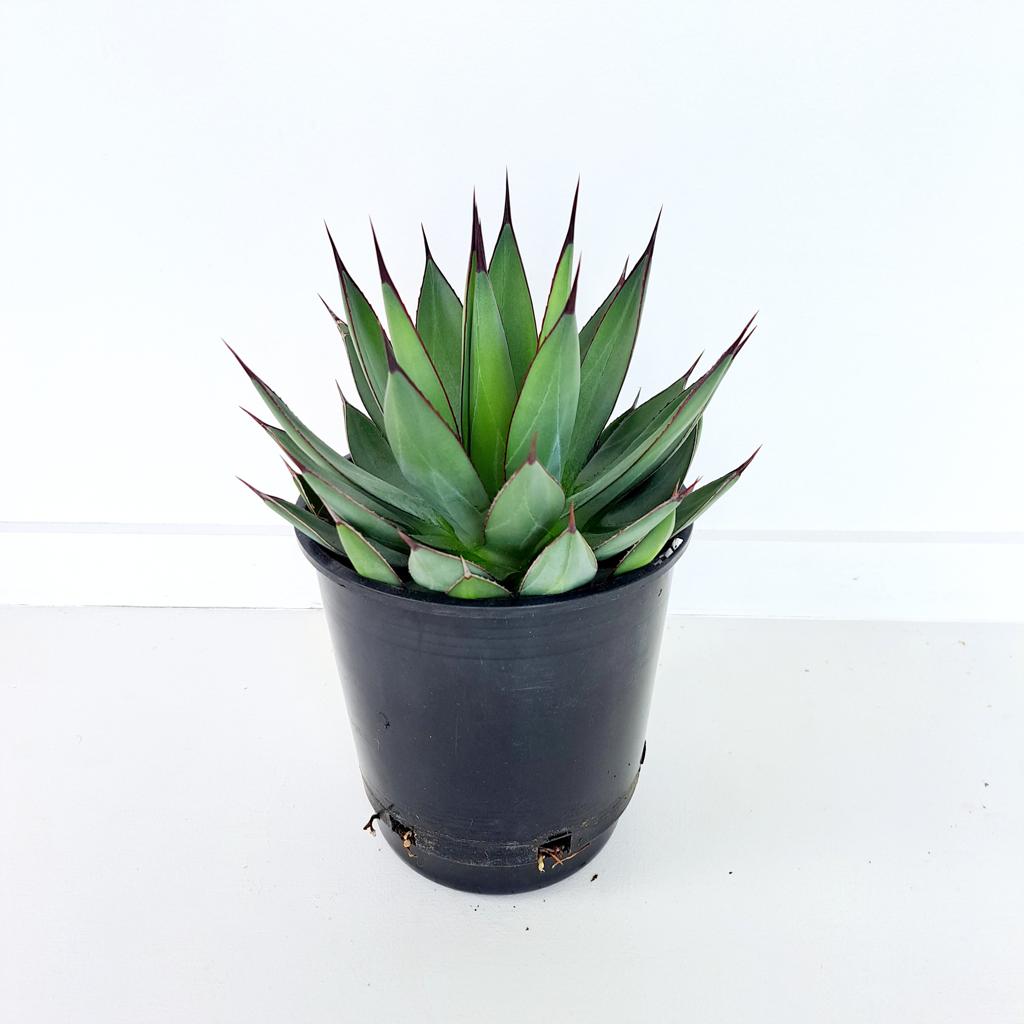 Agave ‘Blue Ember’ (Blue Ember Agave)