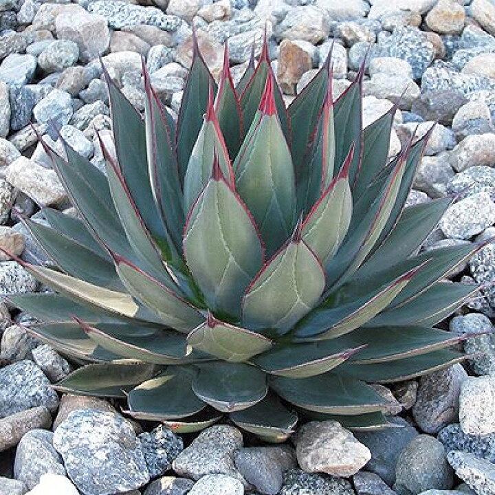 Agave ‘Blue Ember’ (Blue Ember Agave)