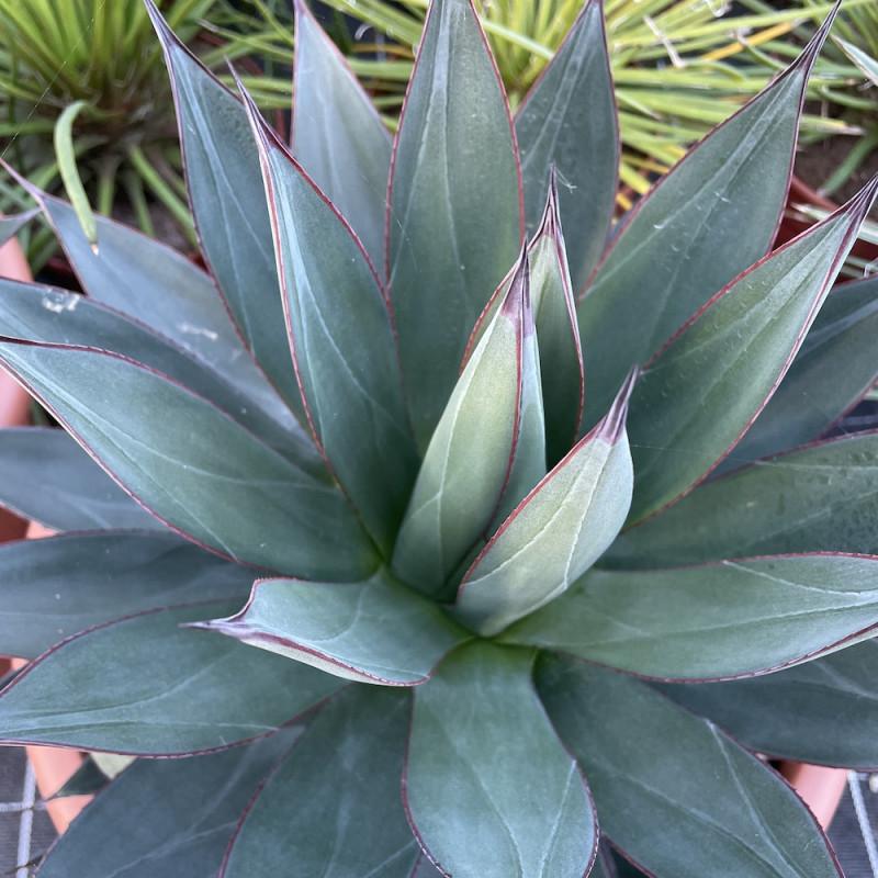 Agave ‘Blue Ember’ (Blue Ember Agave)