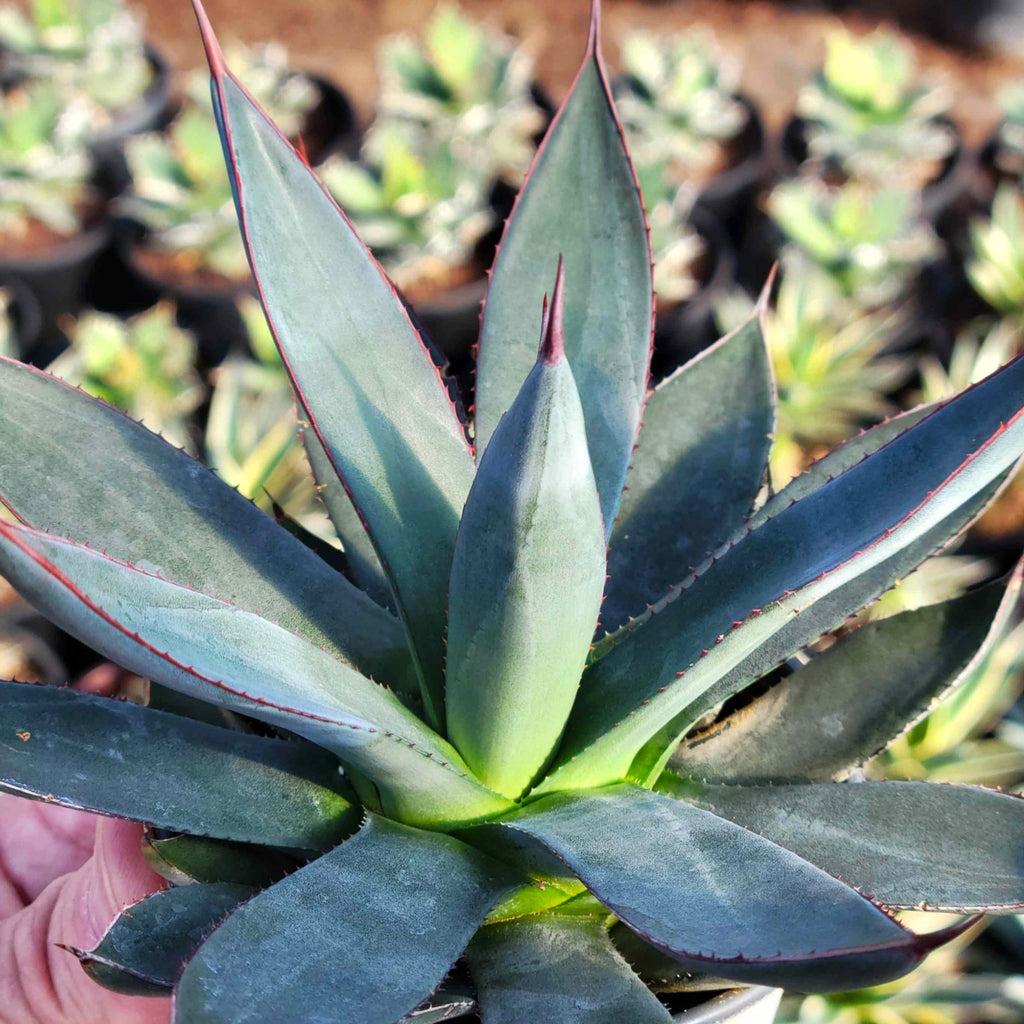 Agave ‘Blue Ember’ (Blue Ember Agave)