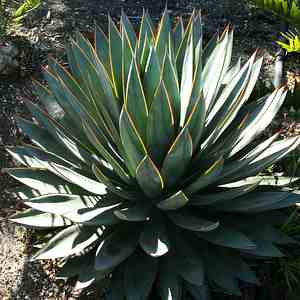 Agave attenuata x ocahui (Agave Blue Glow)