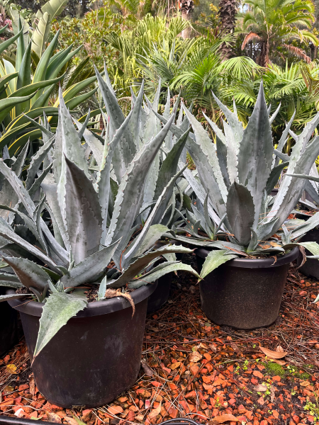 Agave Americana (Century Plant)