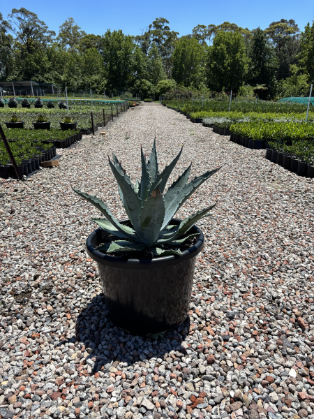 Agave Americana ‘Blue’ (Blue Century Plant)