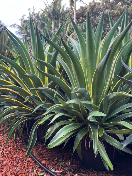 Agave Desmettiana 'El Miradores Gold' (Golden Century Plant)