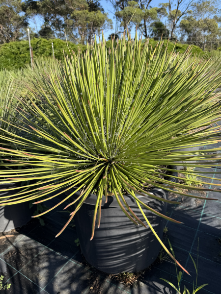 Agave Geminiflora (Twin-Flowered Agave)