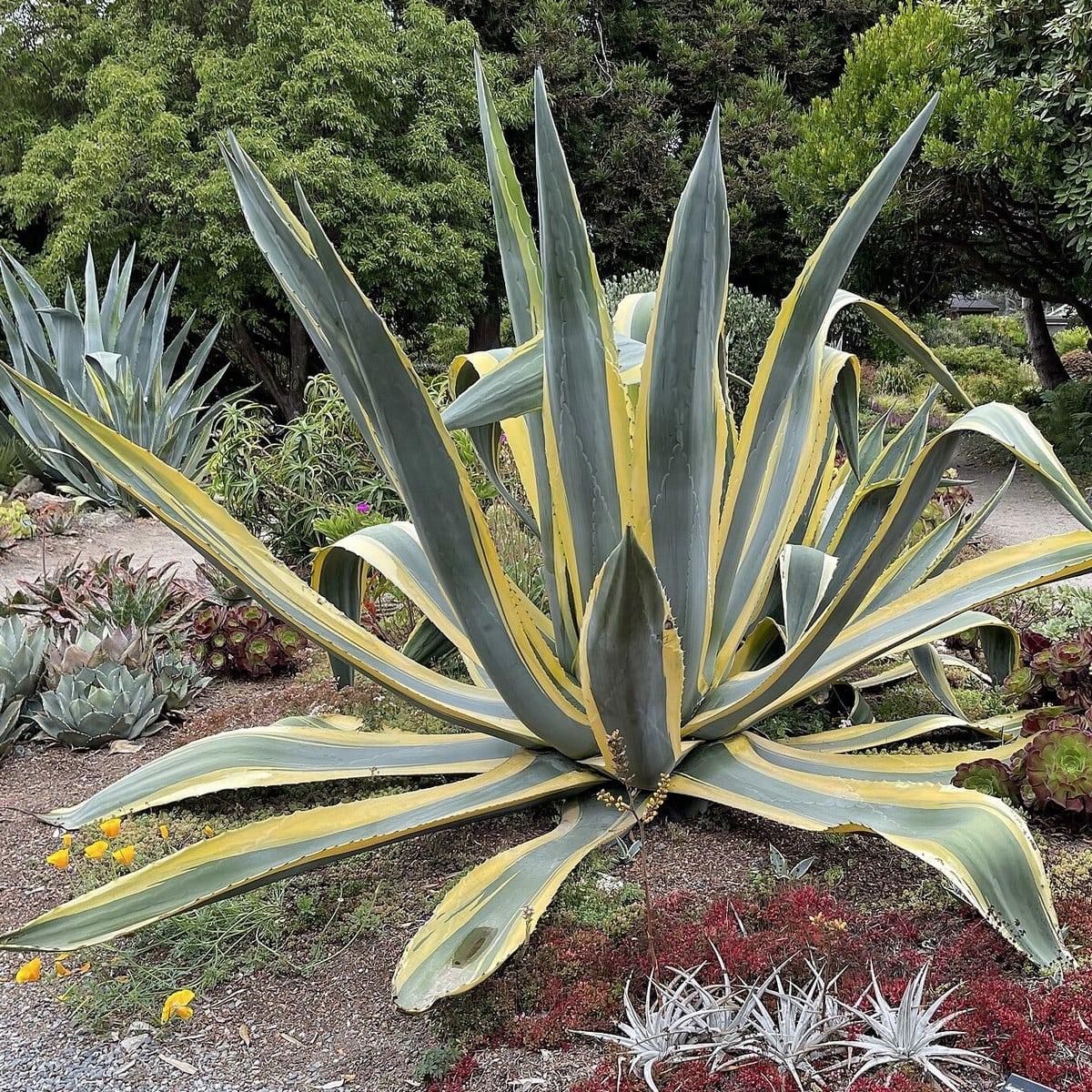 Agave americana 'Variegata' (Variegated Century Plant)