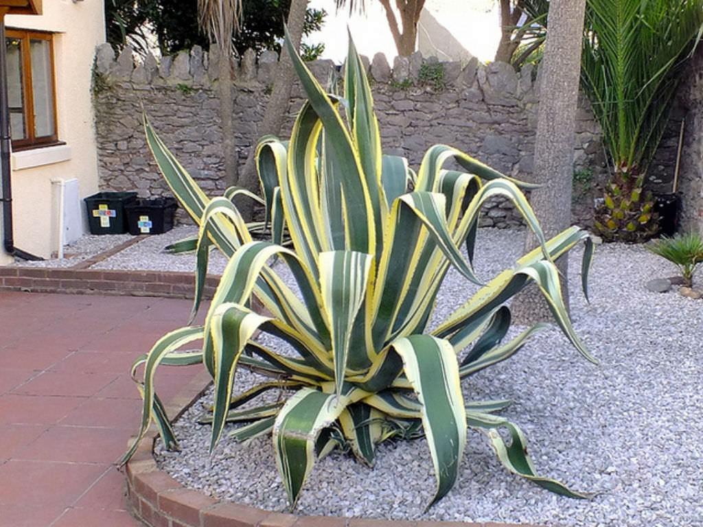 Agave americana 'Variegata' (Variegated Century Plant)