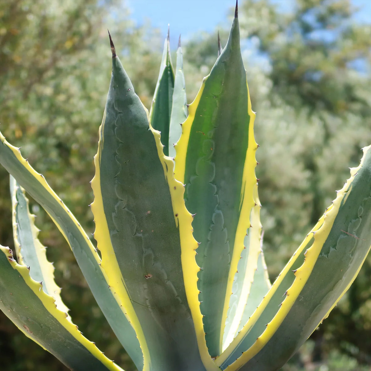 Agave americana 'Variegata' (Variegated Century Plant)