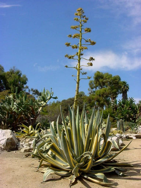 Agave americana 'Variegata' (Variegated Century Plant)