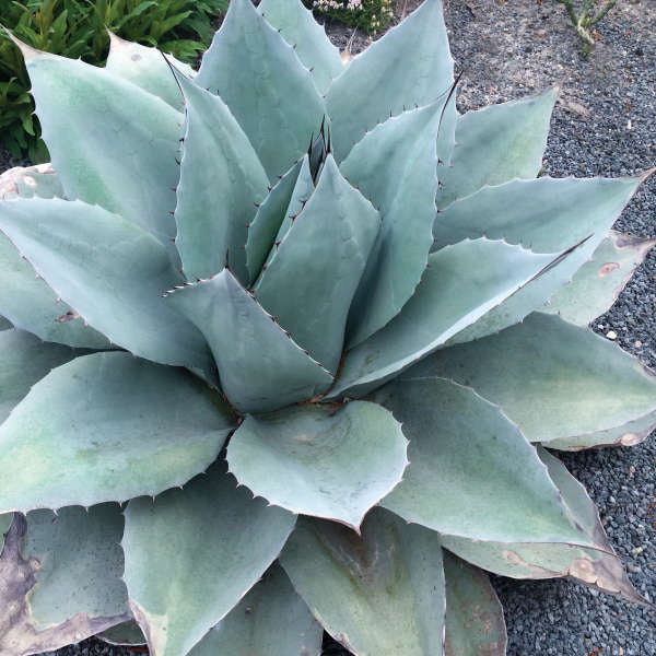 Agave Ovatifolia 'Frosty Blue' (Frosty Blue Whale's Tongue Agave)