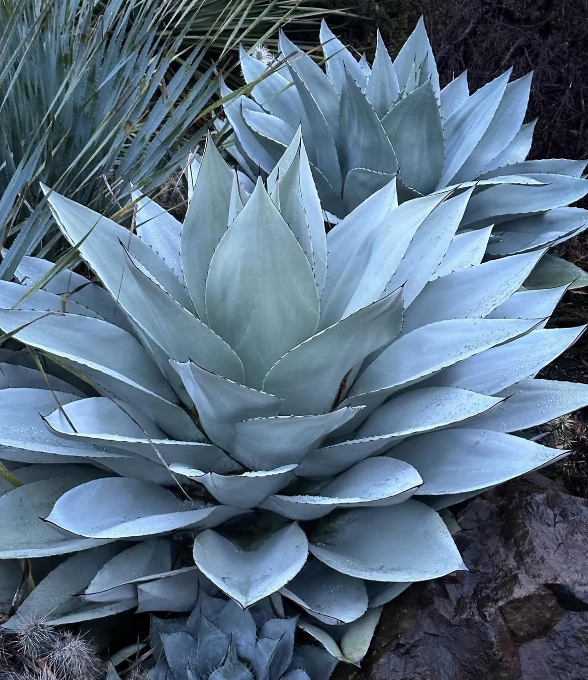 Agave Ovatifolia 'Frosty Blue' (Frosty Blue Whale's Tongue Agave)