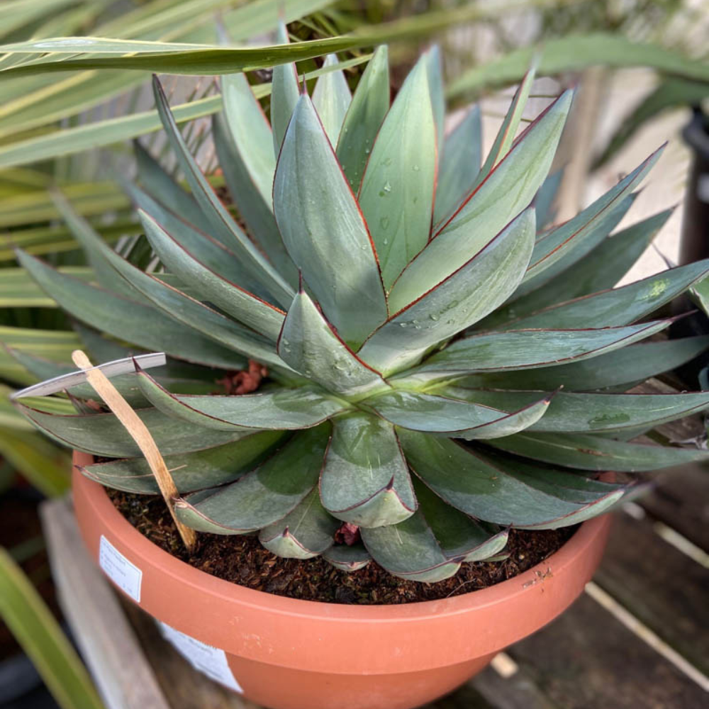 Agave × Romanii (Romanii Agave)