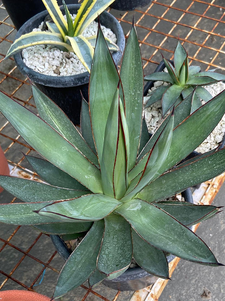 Agave × Romanii (Romanii Agave)