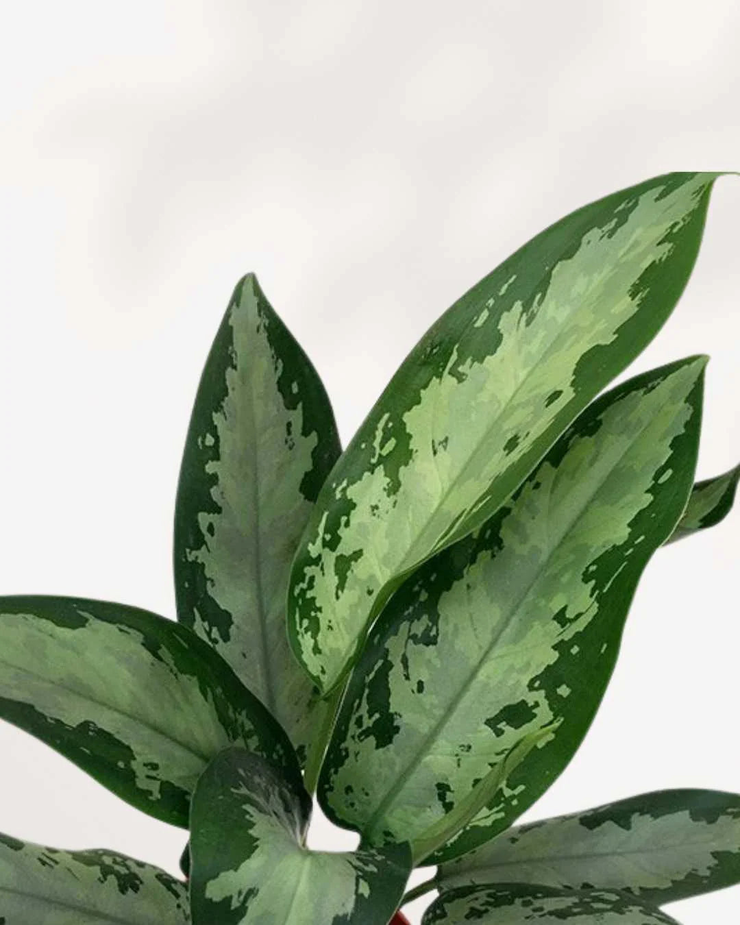 Aglaonema Spp. (Assorted Chinese Evergreen)
