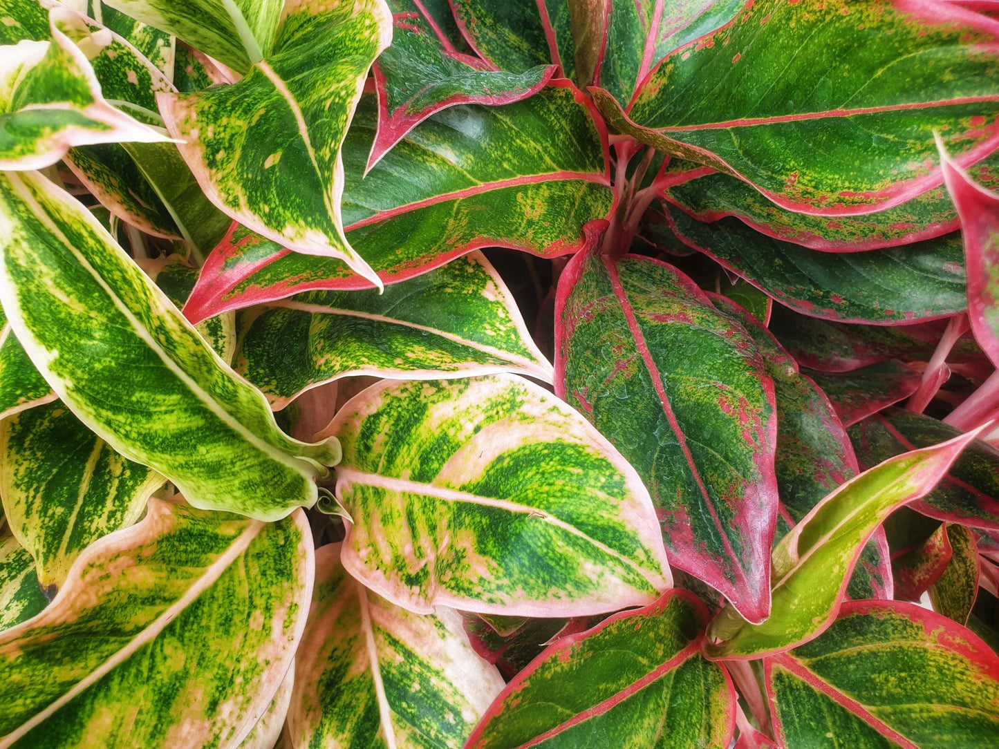 Aglaonema Spp. (Assorted Chinese Evergreen)