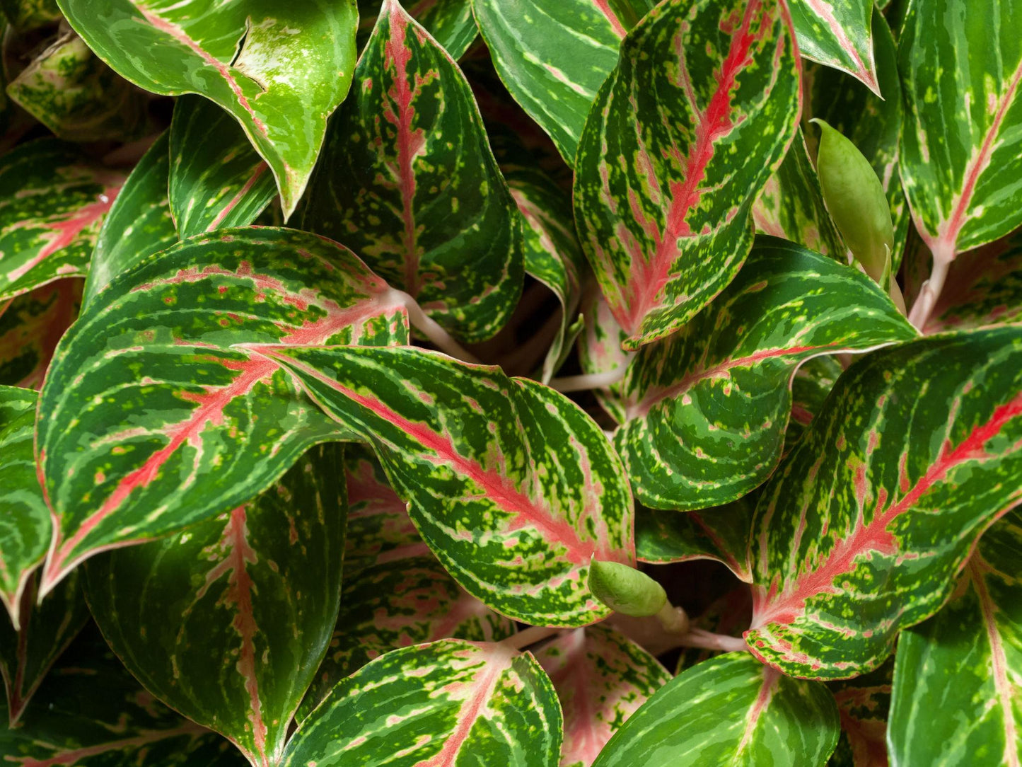 Aglaonema Spp. (Assorted Chinese Evergreen)