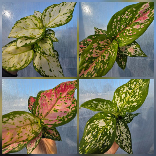 Aglaonema Spp. Assorted
