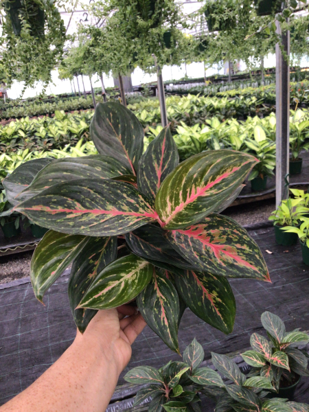 Aglaonema ‘Ammaj Jareon’ (Chinese Evergreen)