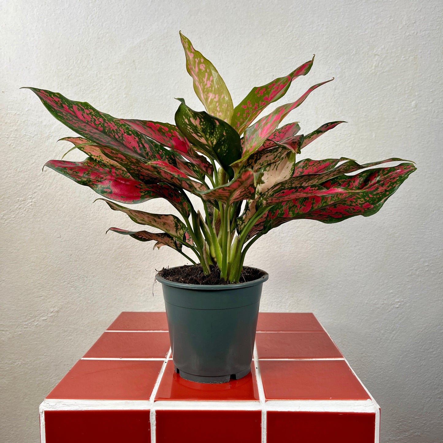 Aglaonema ‘Anyamanee’ (Chinese Evergreen)