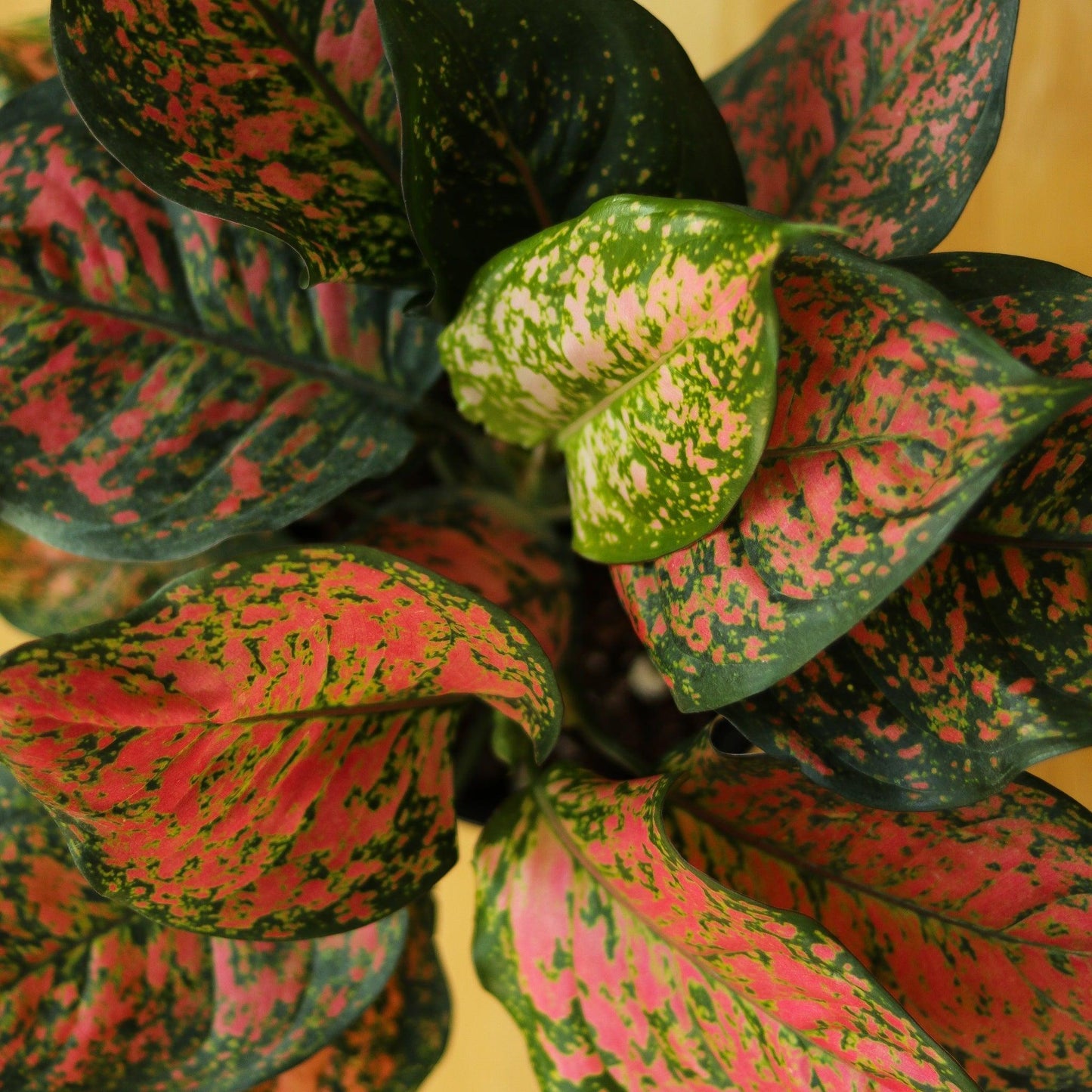 Aglaonema ‘Anyamanee’ (Chinese Evergreen)