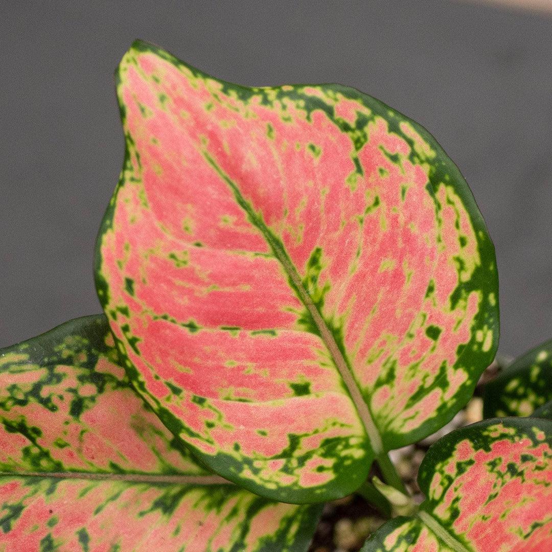 Aglaonema ‘Anyamanee’ (Chinese Evergreen)
