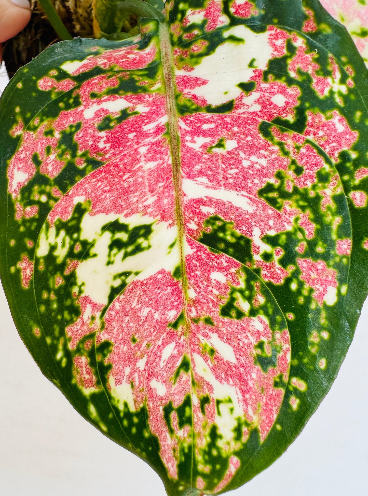 Aglaonema ‘Anyamanee’ (Chinese Evergreen)
