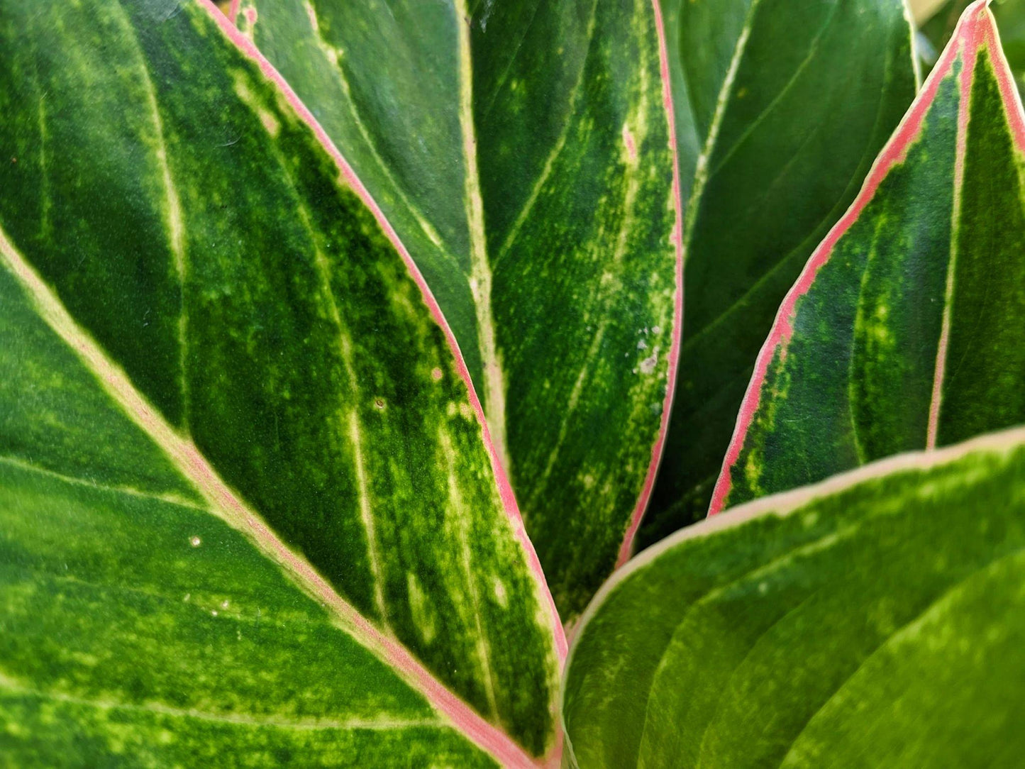 Aglaonema ‘Beauty’ (Chinese Evergreen)