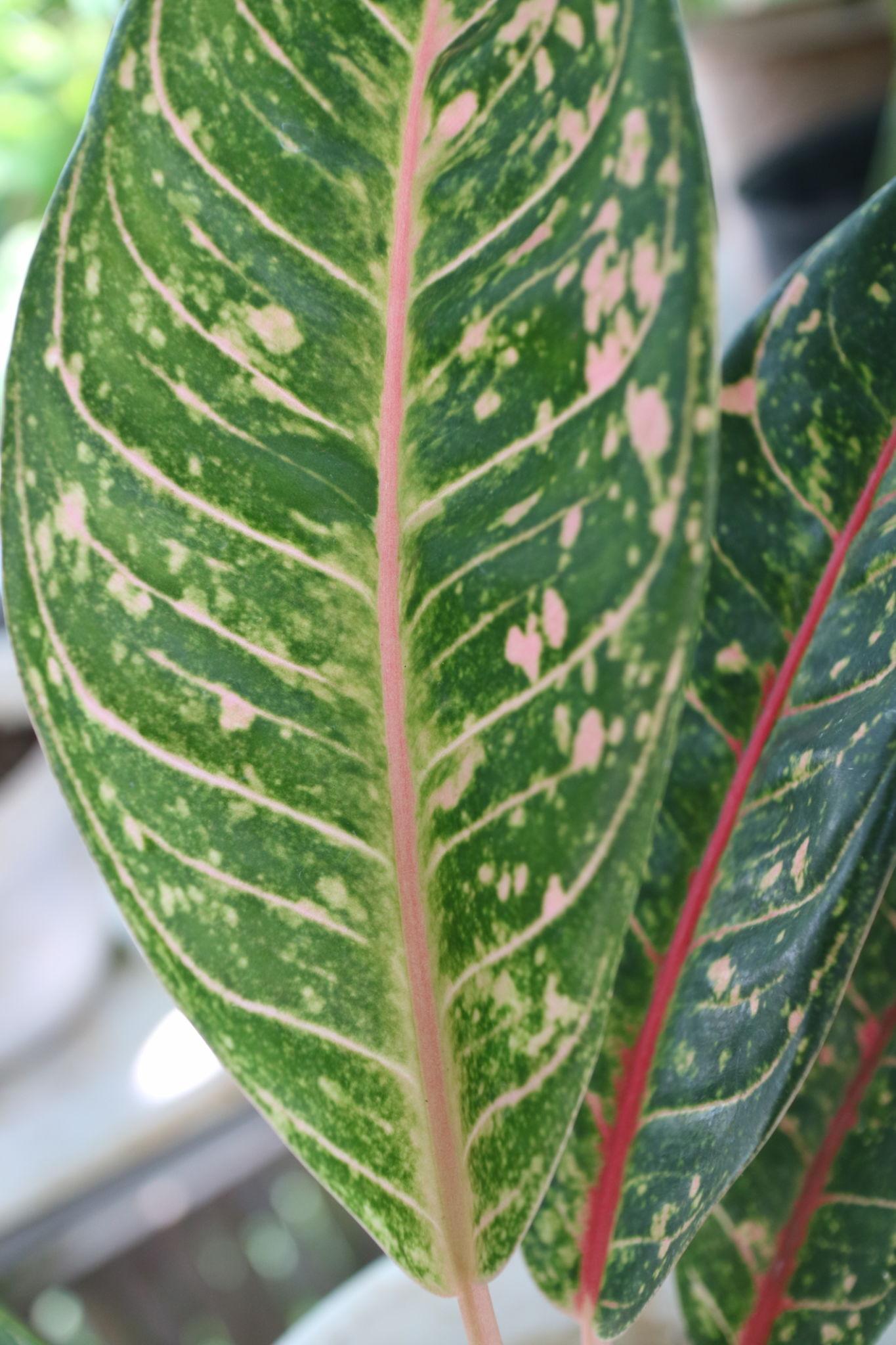Aglaonema ‘Beauty’ (Chinese Evergreen)