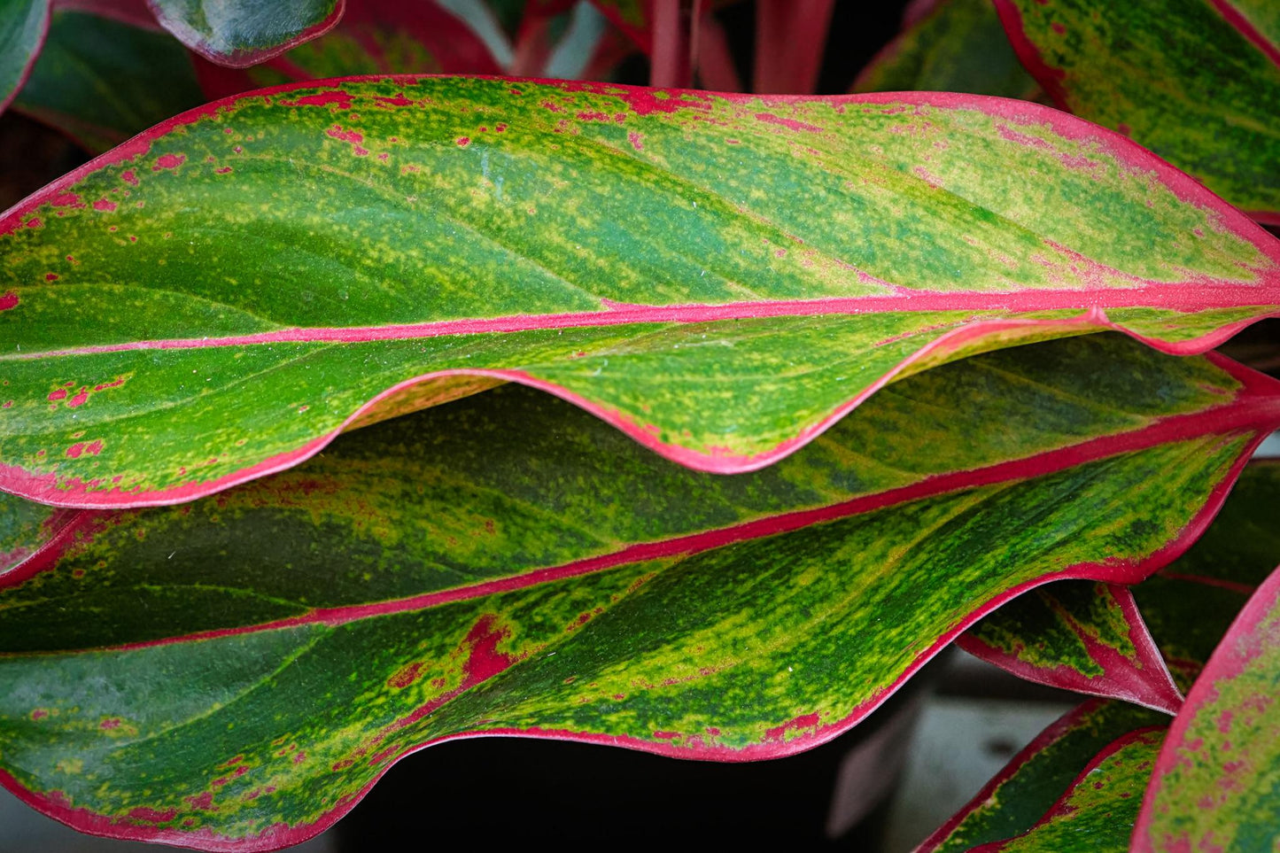 Aglaonema ‘Beauty’ (Chinese Evergreen)
