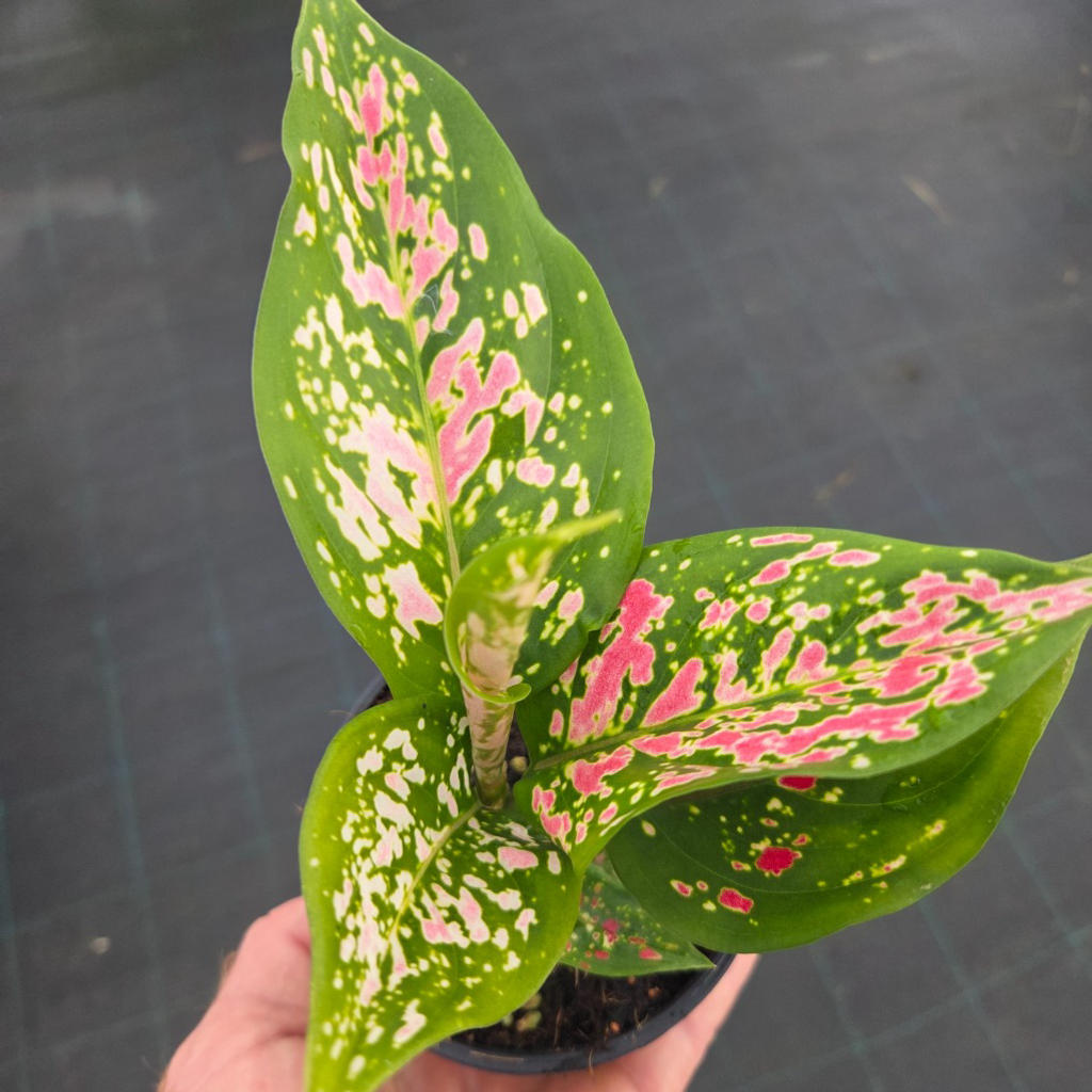 Aglaonema ‘Dang Mongkol’