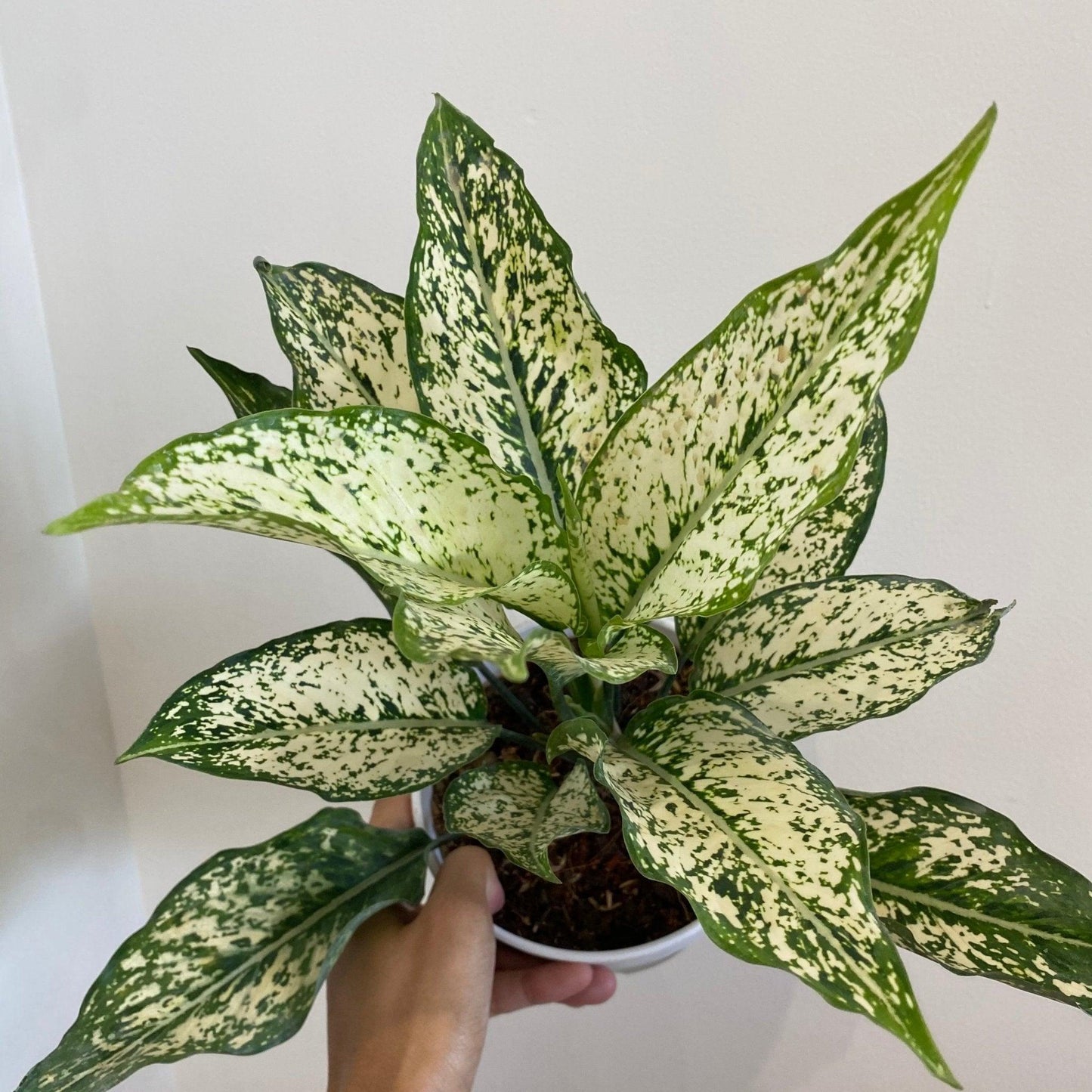 Aglaonema ‘Dang Mongkol’