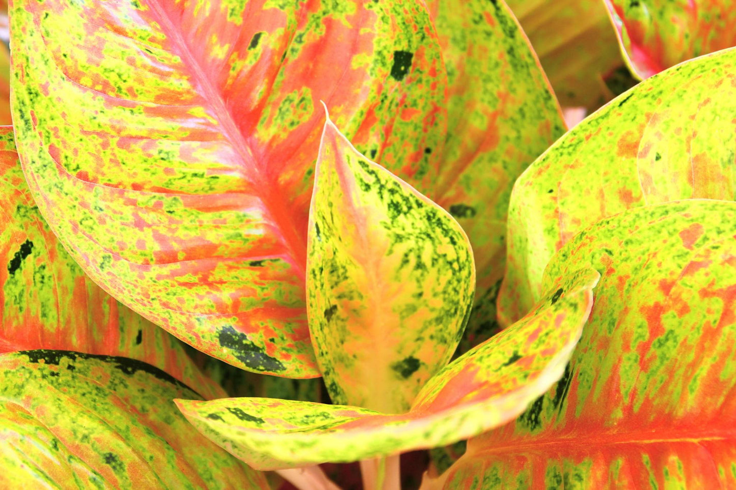 Aglaonema ‘Dang Mongkol’