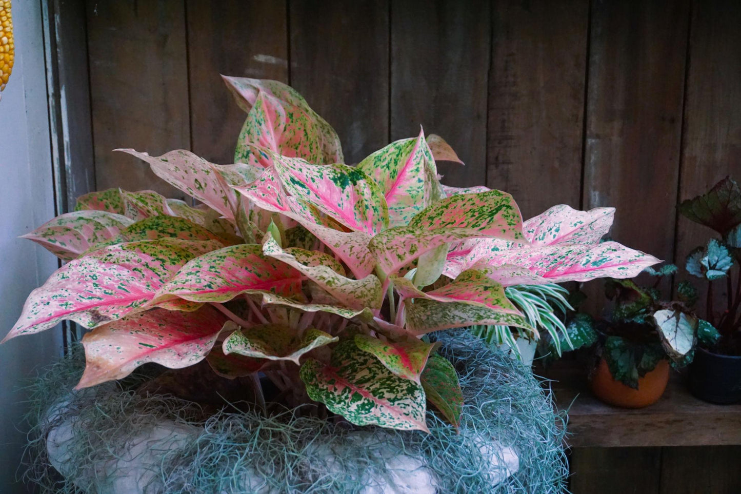 Aglaonema ‘Dang Mongkol’