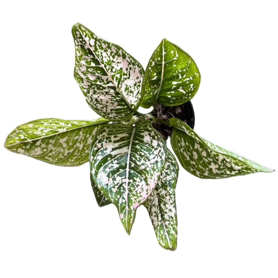 Aglaonema ‘Toms Pride’ (Chinese Evergreen)