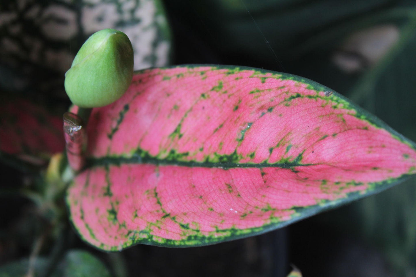 Aglaonema ‘Valentine Doug Green Pink Speckled’