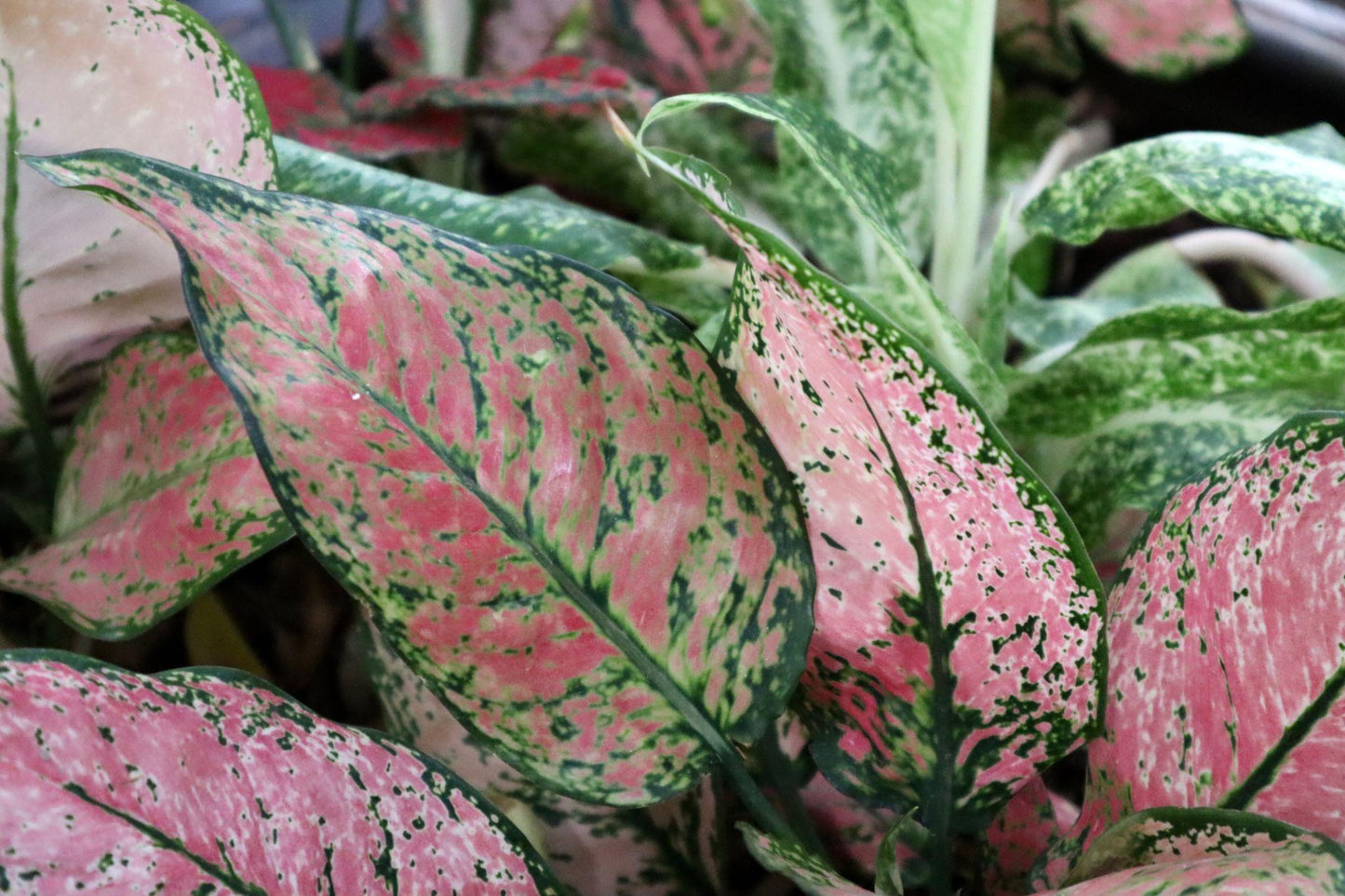 Aglaonema ‘Valentine Doug Green Pink Speckled’