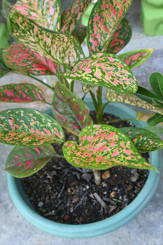 Aglaonema ‘Valentine Doug Green Pink Speckled’