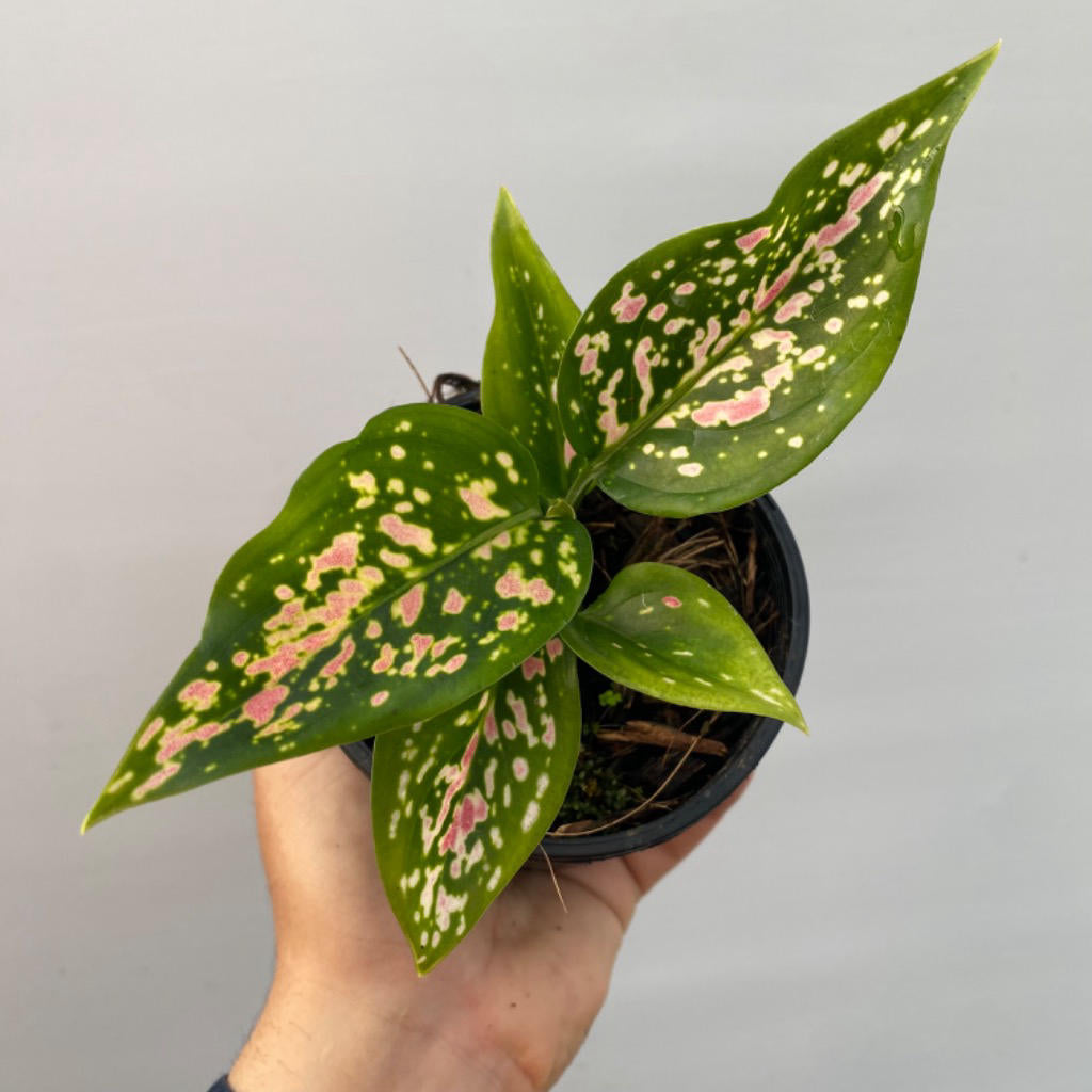 Aglaonema ‘Valentine Doug Green Pink Speckled’