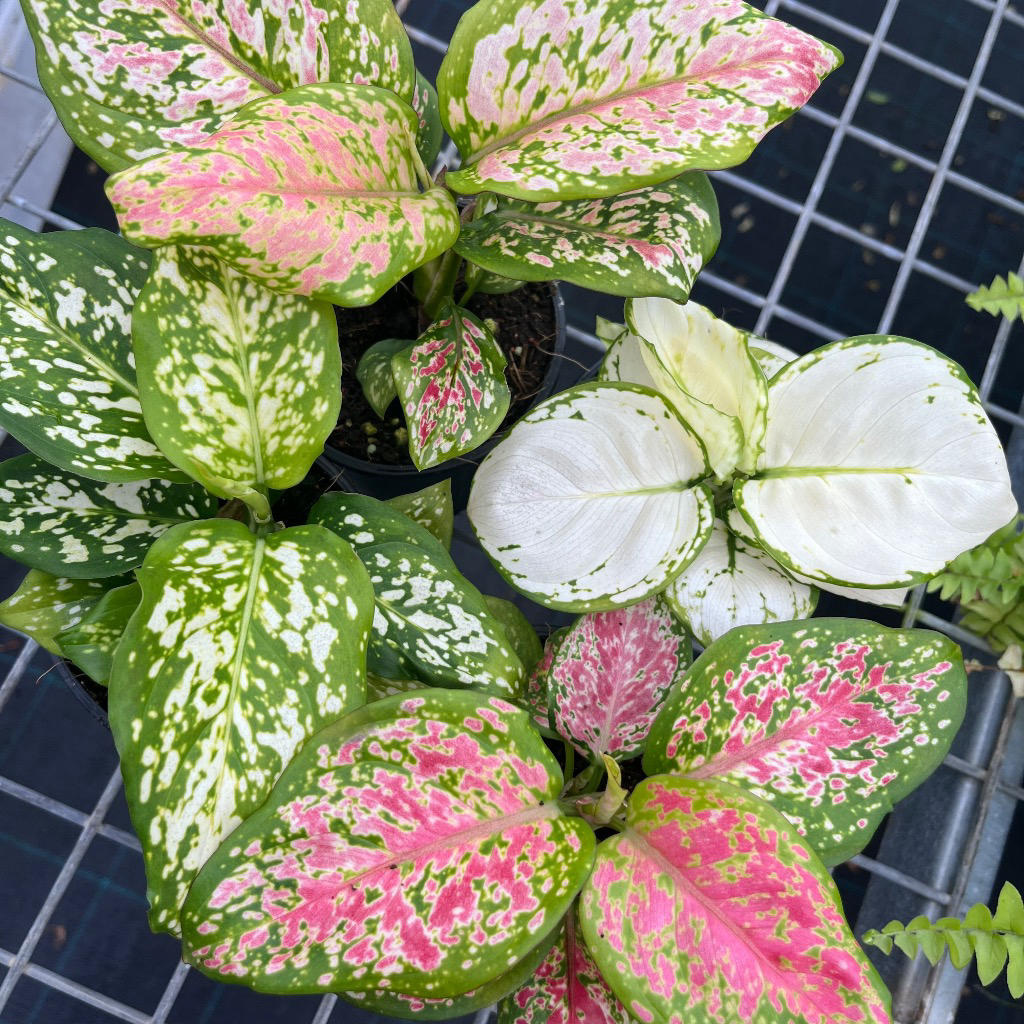 Aglaonema Spp. (Assorted Chinese Evergreen)
