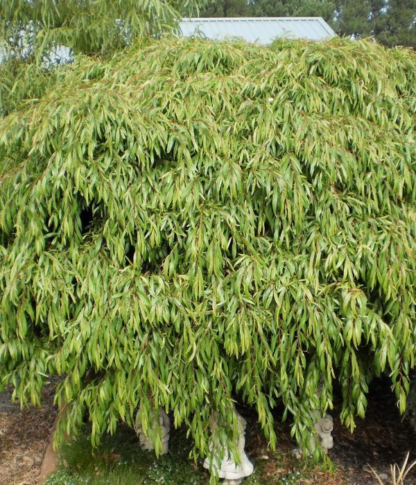 Agonis Flexuosa ‘Nana’ (Dwarf Willow Myrtle)