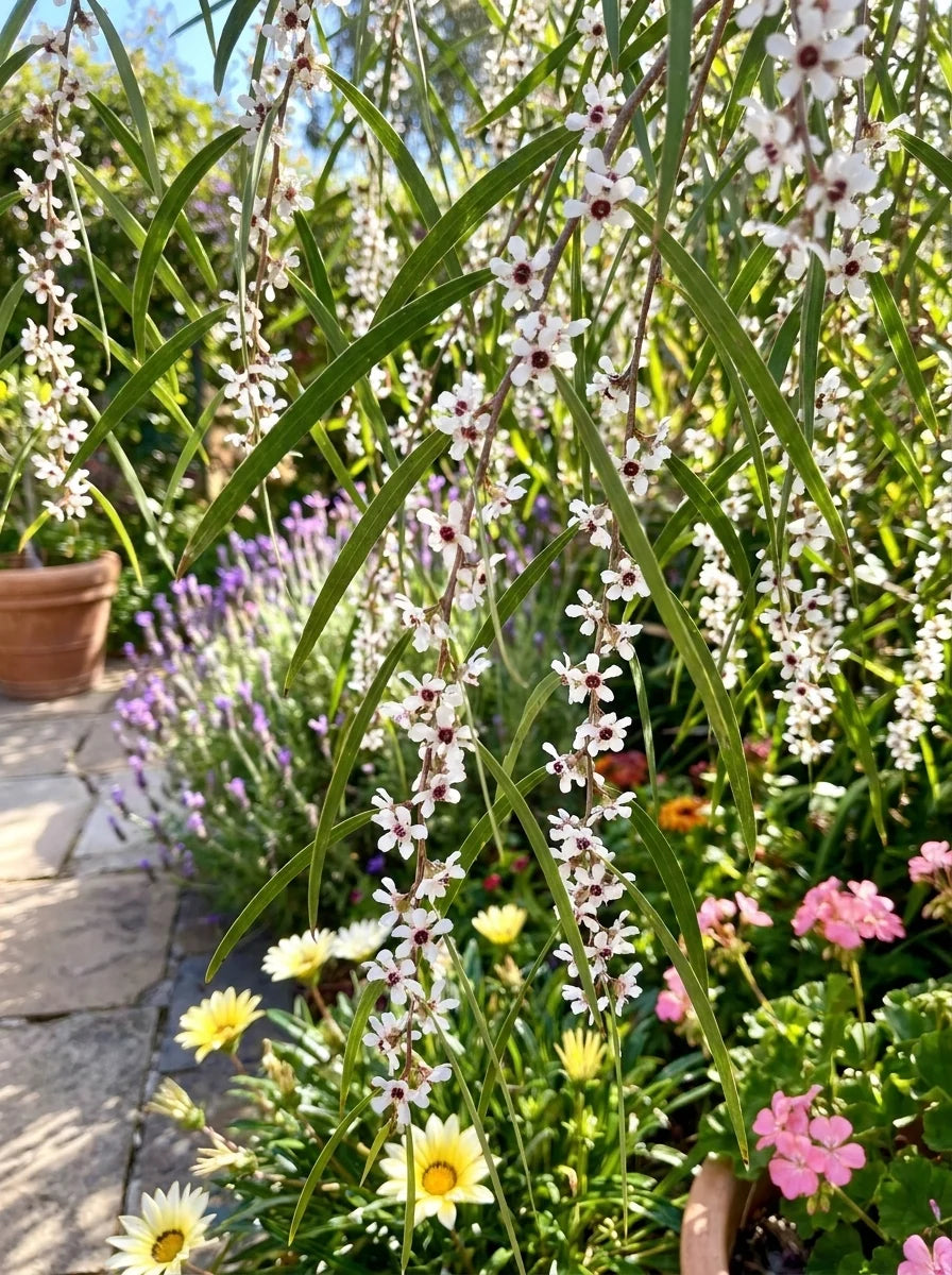 Agonis Flexuosa ‘Nana’ (Dwarf Willow Myrtle)