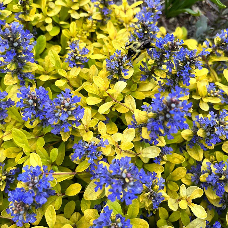 Ajuga reptans ‘Feathered Friends™ Cordial Canary’ (Bugleweed)
