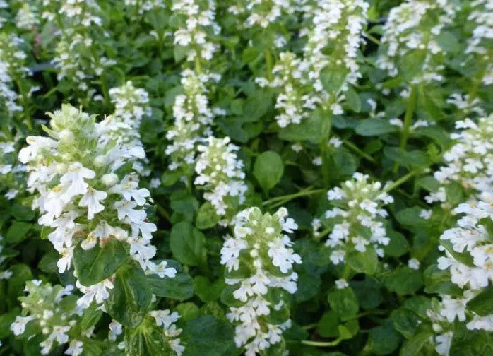 Ajuga reptans 'White Elf' (White Elf Bugleweed)