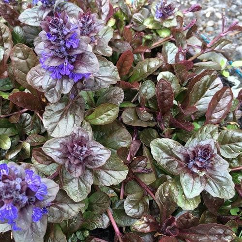 Ajuga Reptans ‘Braunherz’ (Bugle ‘Braunherz’)